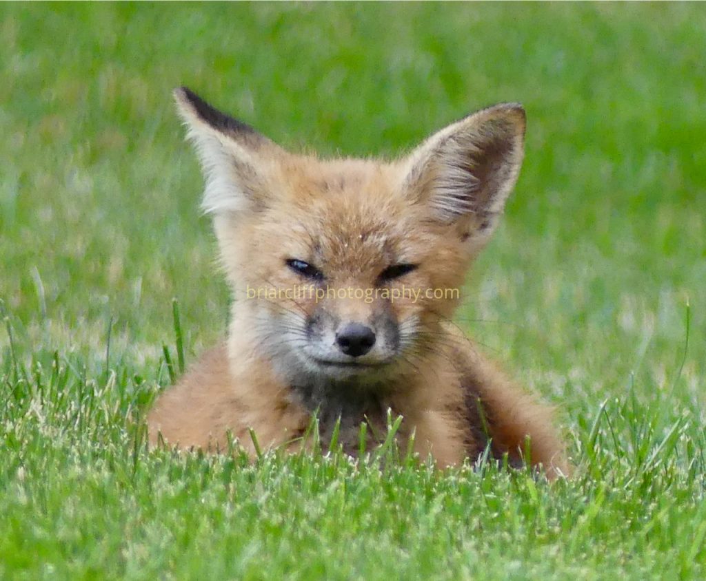 Fox cub 3