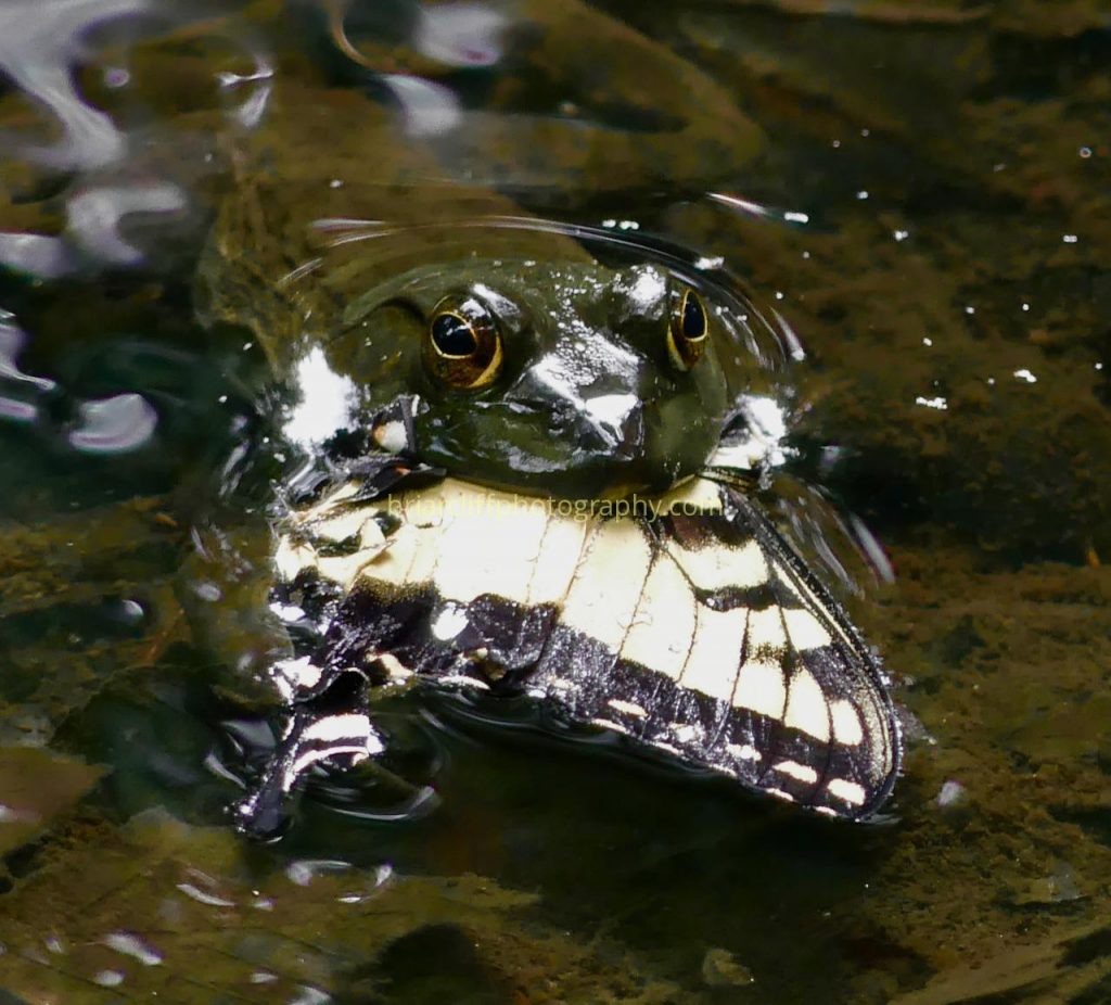 Frog eating swallowtail butterfly