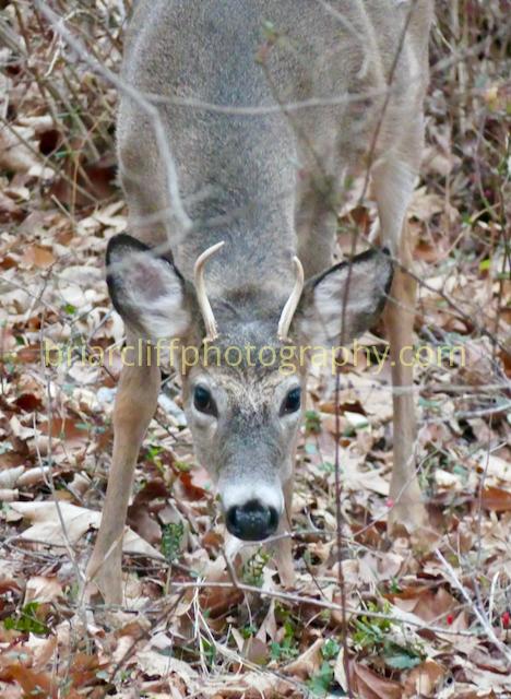 White-tailed deer young buck