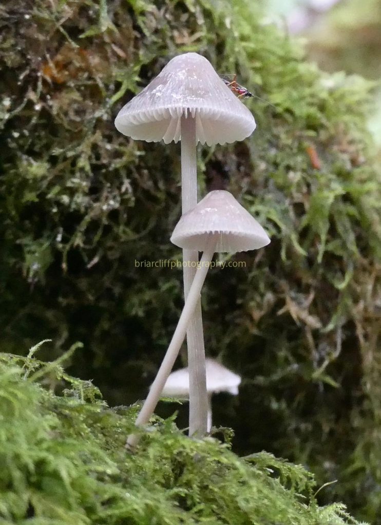 angel bonnet mushroom